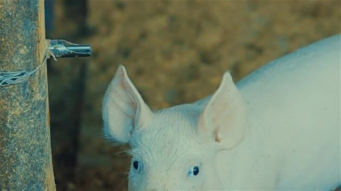 小猪饮用水