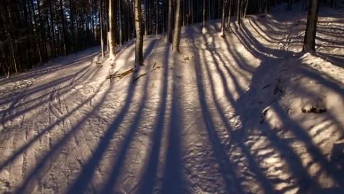 雪上树木的美丽阴影