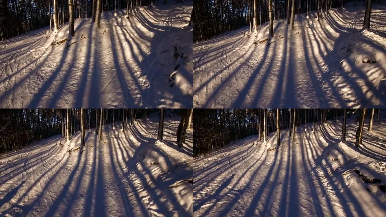 雪上树木的美丽阴影