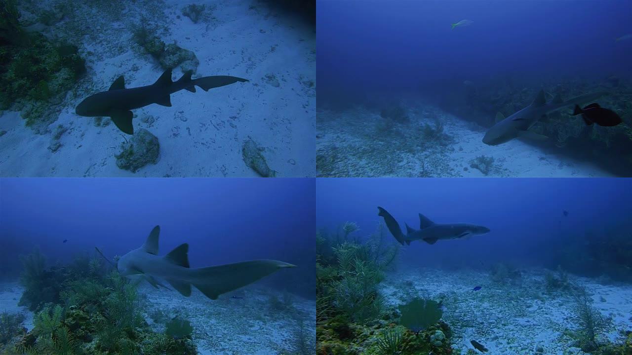 在加勒比海与护士鲨潜水-伯利兹堡礁/龙涎香礁