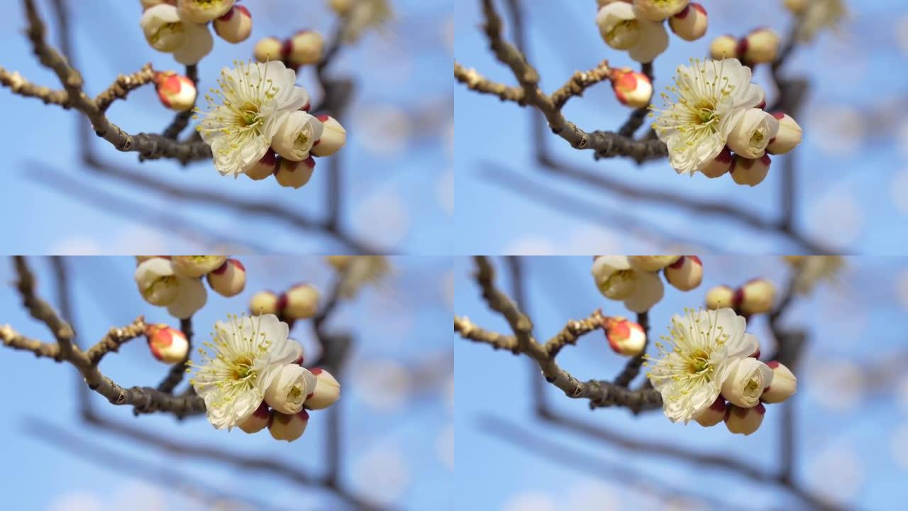 白梅花，日本东京小谷公园