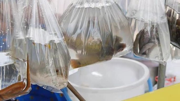 袋子里的鱼，悬挂着。透明的。东南亚一家宠物店的塑料袋。