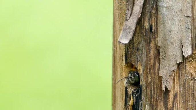 大自然中的木匠蜜蜂。