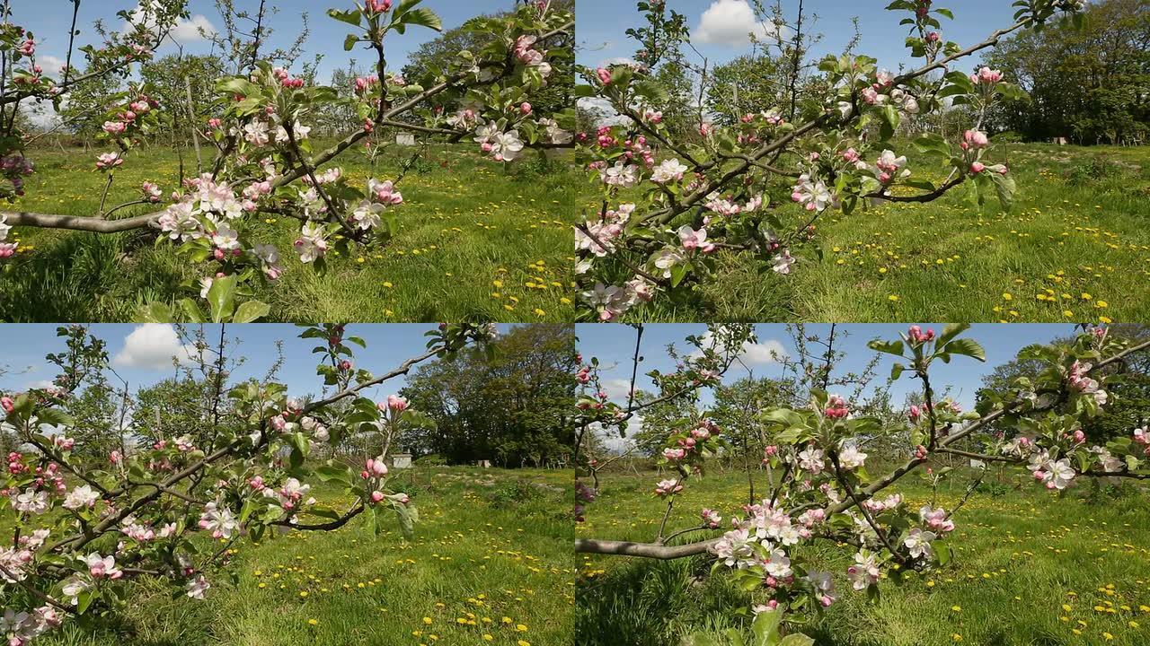 春天苹果树开花多莉镜头