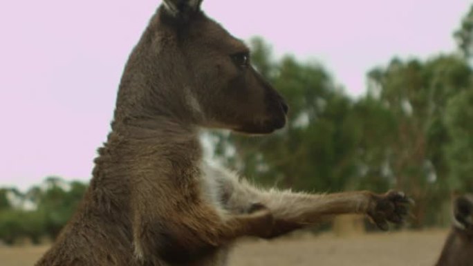 袋鼠:澳大利亚本土的有袋动物