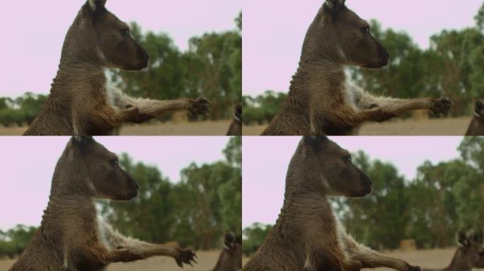 袋鼠:澳大利亚本土的有袋动物