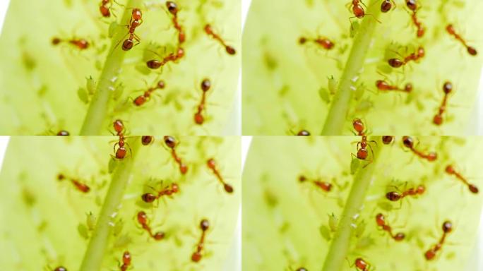 自然界中的蚂蚁