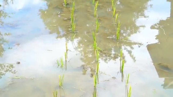 视频小稻田水坑。开始在水稻田上种植水稻