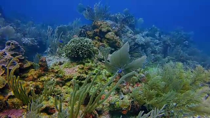 在加勒比海靠近阿库马尔湾的玛雅大堡礁潜水-里维埃拉玛雅/科苏梅尔，金塔纳罗奥，墨西哥