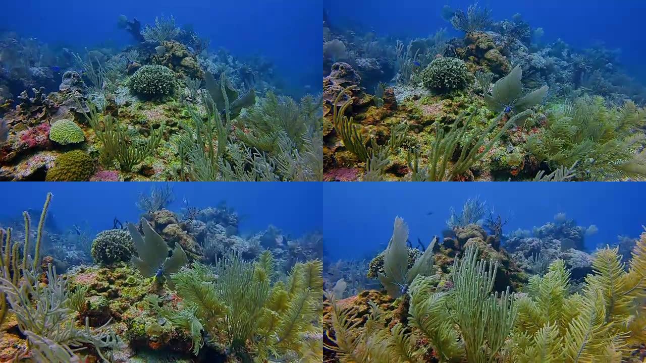 在加勒比海靠近阿库马尔湾的玛雅大堡礁潜水-里维埃拉玛雅/科苏梅尔，金塔纳罗奥，墨西哥