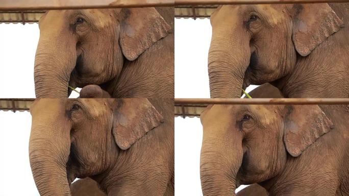 快乐大象吃用树干挑食物到嘴
