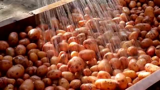 农民洗土豆。