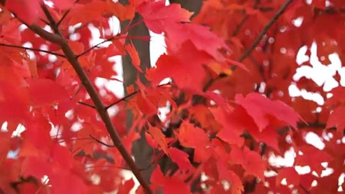 镜头移向秋天里满是鲜红叶子的树