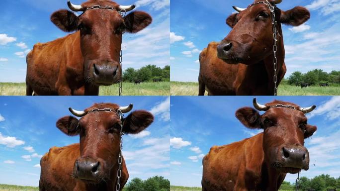 灰牛在草地上吃草，闻到天空背景上的相机。慢动作