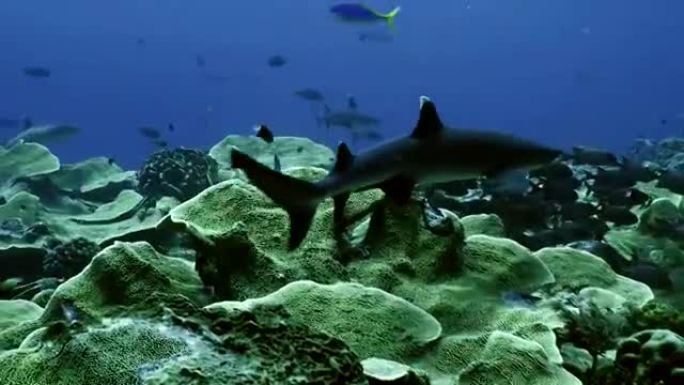 Whitetip reefshark游过美丽的珊瑚礁风景，帕劳