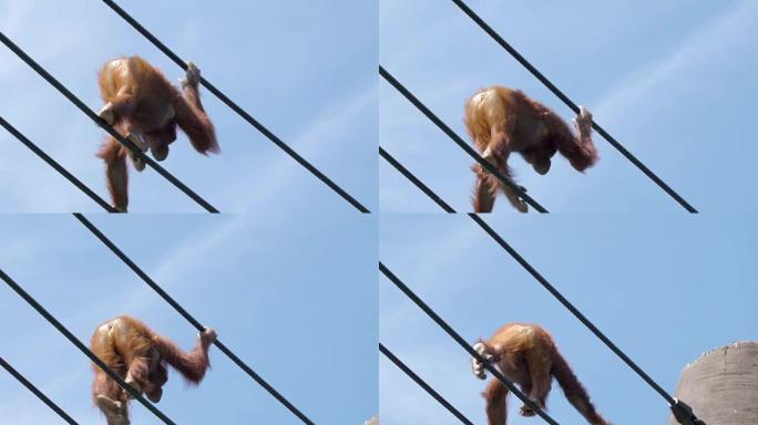 一只棕色猩猩在悬挂的绳索上行走