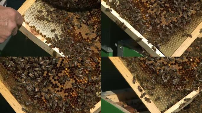 Apicultore-使用鼓风机将蜜蜂从honey super中移出，然后再移至honey hous