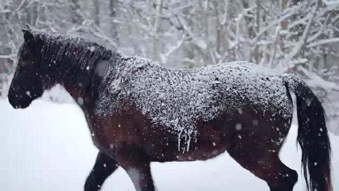 冬季暴风雪期间外面的马