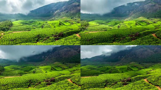 印度喀拉拉邦蒙纳的绿茶种植园