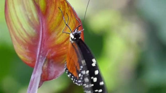 一只黑橙色的蝴蝶爬在一片花瓣上