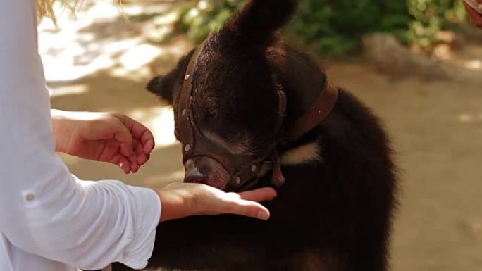 女孩在动物园用手喂养熊