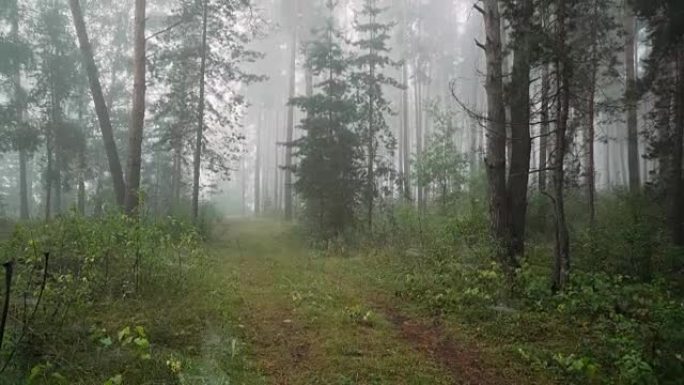 松林里雾蒙蒙的早晨。