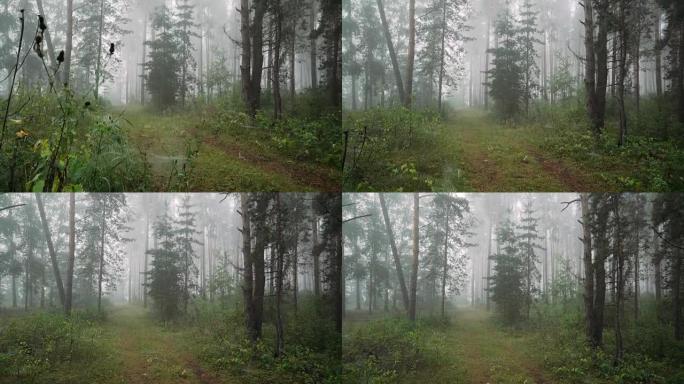 松林里雾蒙蒙的早晨。