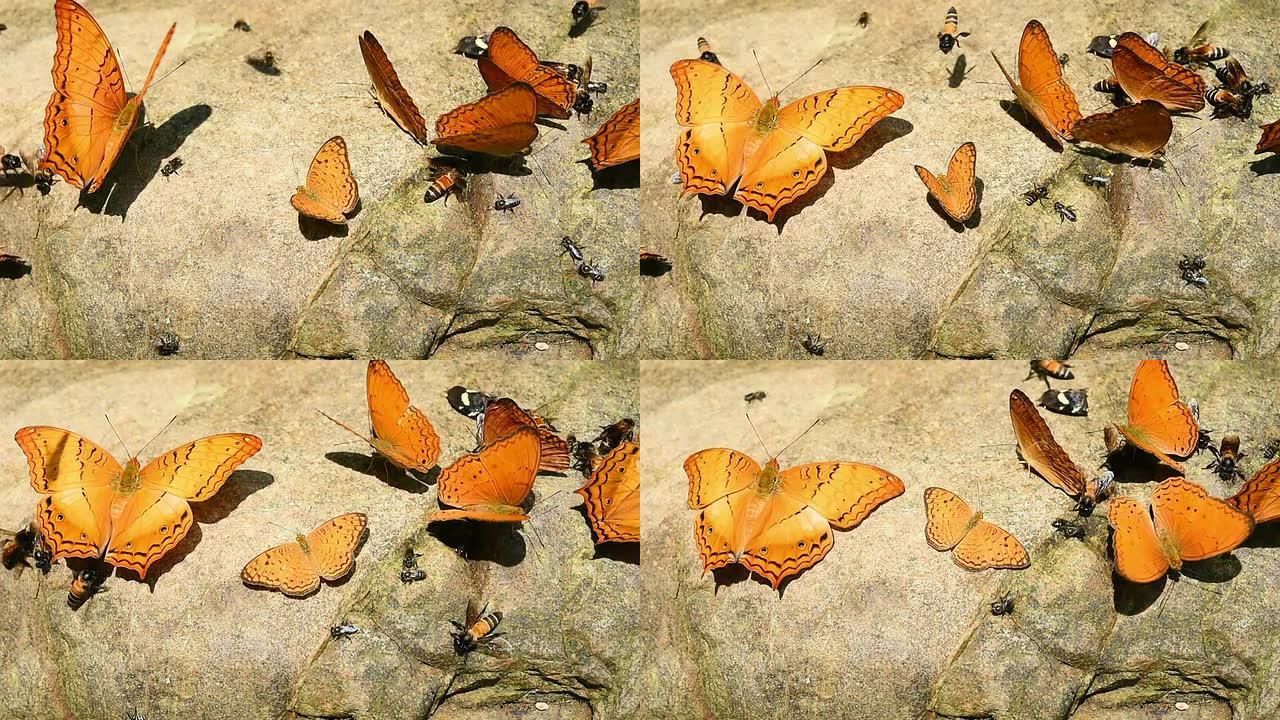 地板上的橙色大约曼蝴蝶