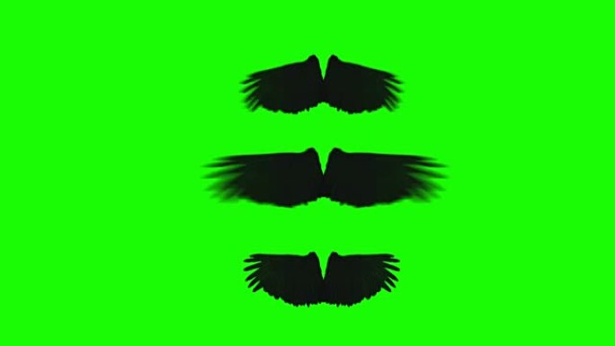黑乌鸦的翅膀在绿色屏幕上以不同的节奏展开和挥舞