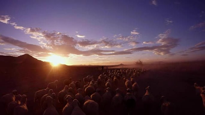 牧羊人与一大群羊群一起在彩色的日落第一人称视角