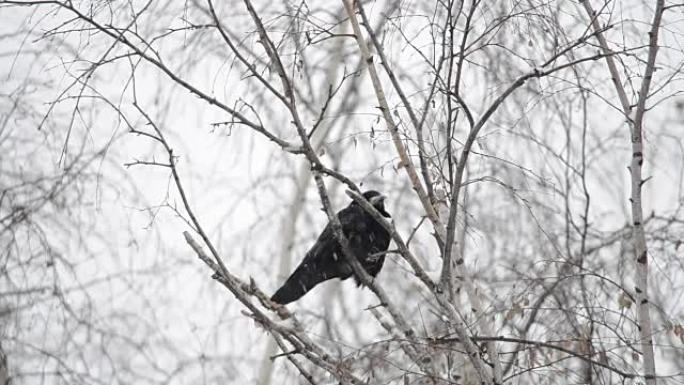 在树枝上乌鸦。