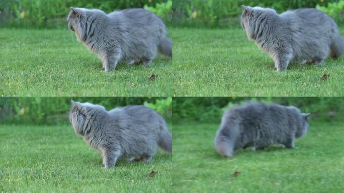 英国猫在夏季住所的草地上行走