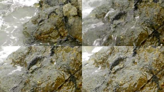 螃蟹睡在岩石上