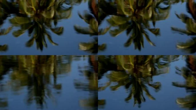 平静睡莲池中棕榈树的倒影