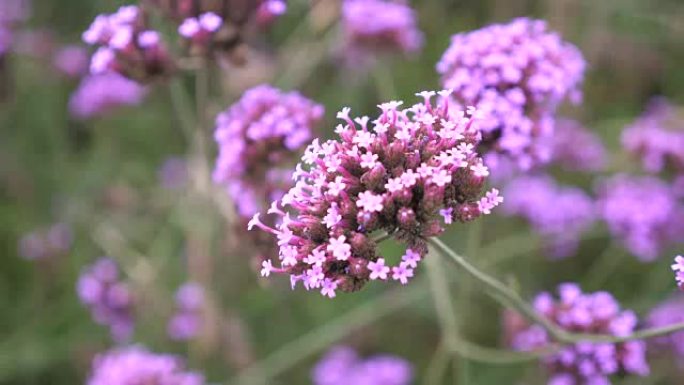 特写花马鞭草随风移动