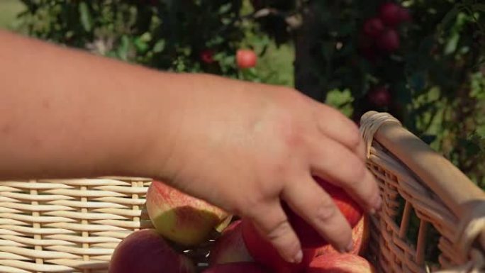 一只手放一个成熟的红苹果的特写镜头