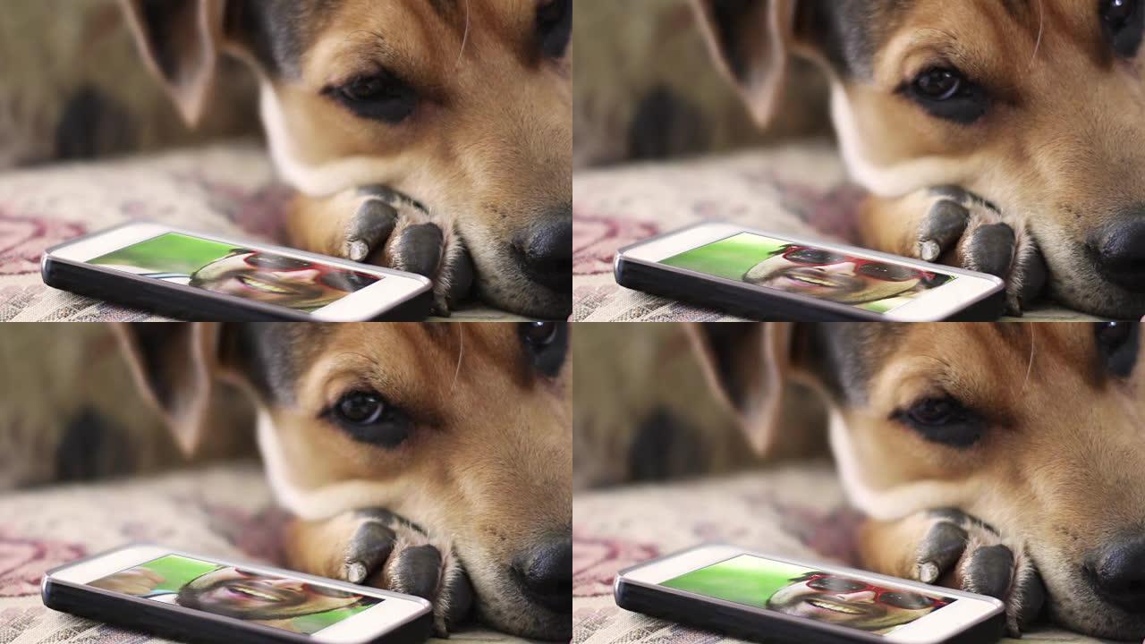 宠物狗主人通过智能手机与想念他的悲伤小狗视频聊天