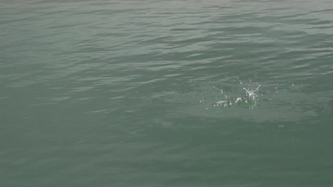 沙丁鱼在西澳大利亚州卡尔巴里以慢动作跳出水面
