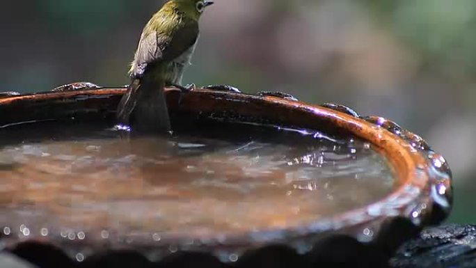 鸟儿 (东方白眼) 在小水池里玩水