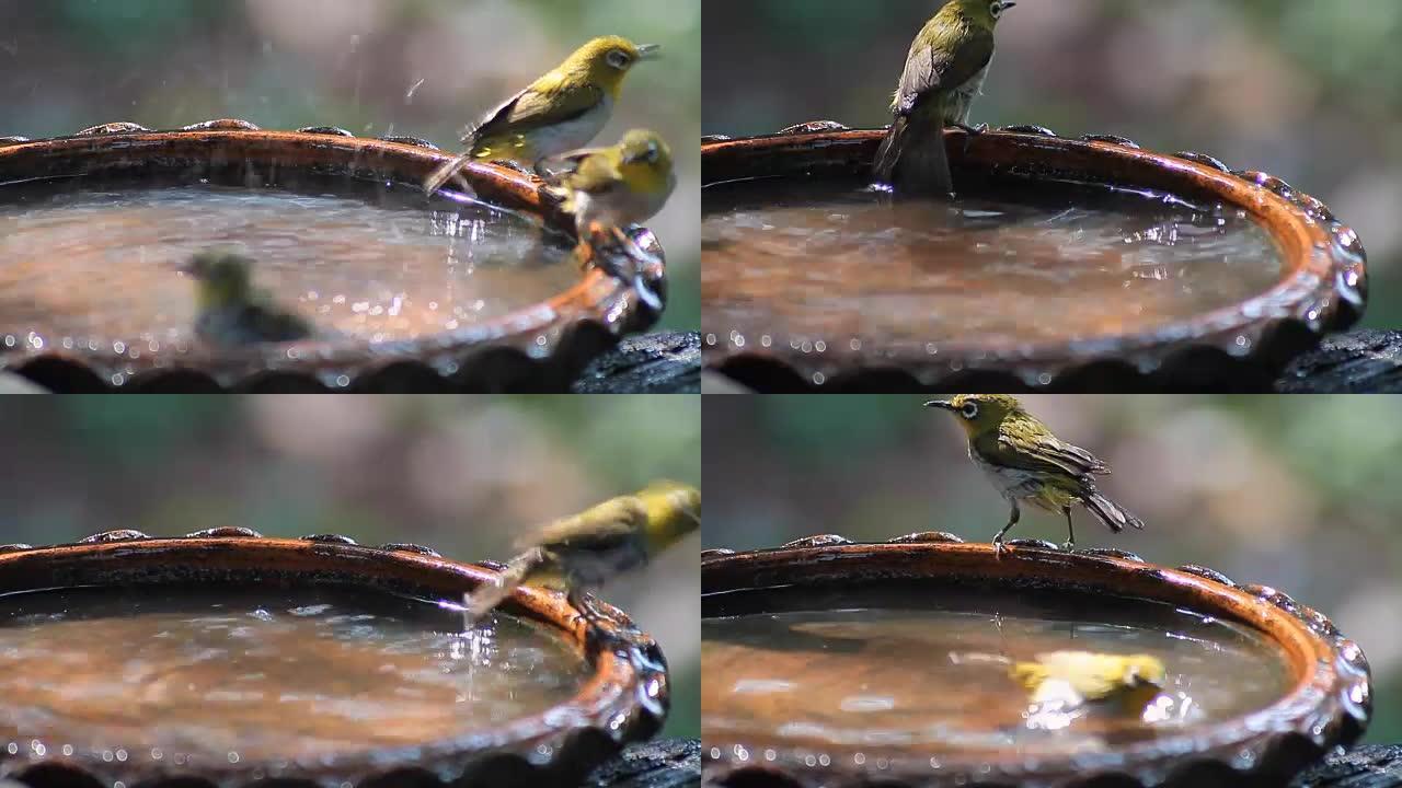 鸟儿 (东方白眼) 在小水池里玩水