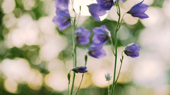 清晨蓝铃花。
