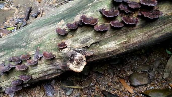 自然界中的蘑菇木材。