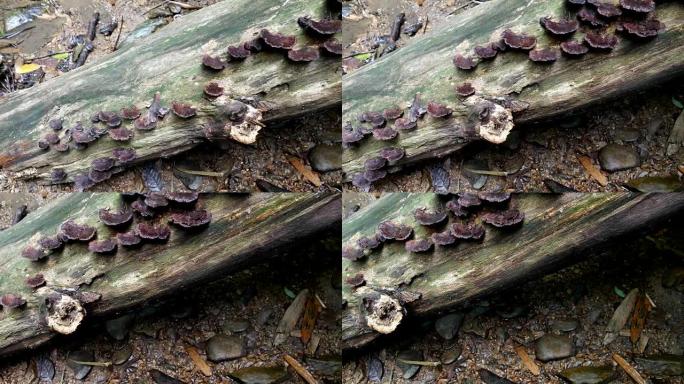 自然界中的蘑菇木材。