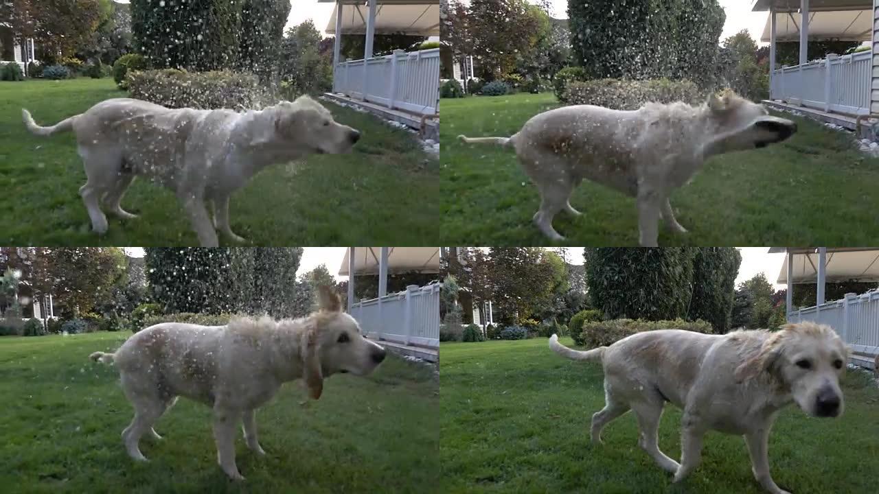 金毛猎犬在玩水