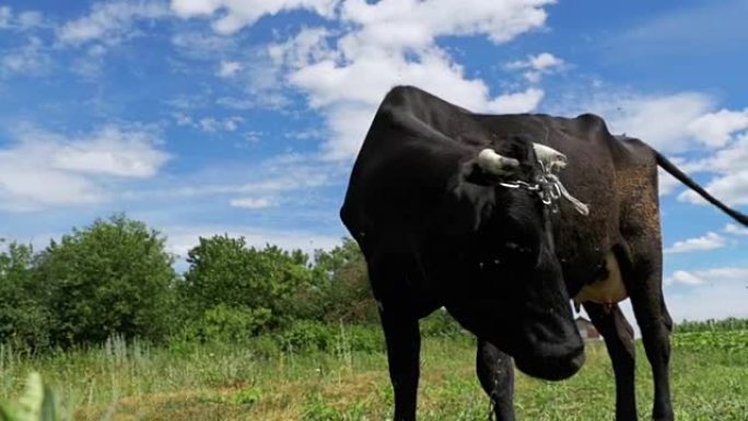 黑牛在天空背景下村庄附近的草地上放牧。慢动作
