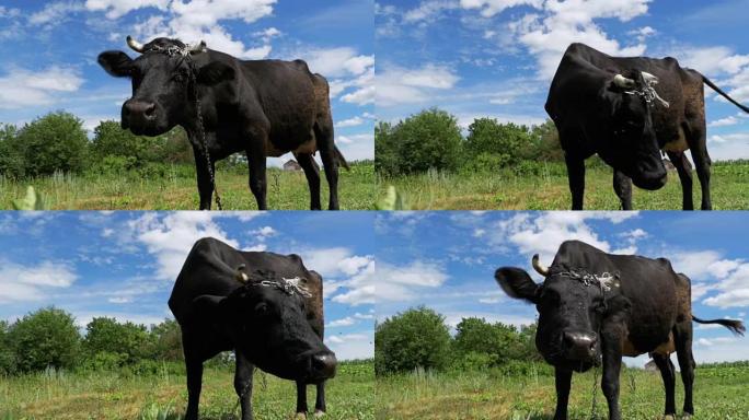 黑牛在天空背景下村庄附近的草地上放牧。慢动作