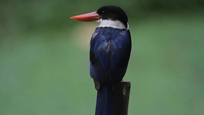 自然界中的黑顶翠鸟 (Halcyon pileata)