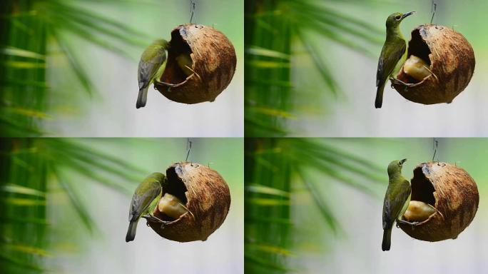 太阳鸟栖息在椰子壳喂食器上吃香蕉。