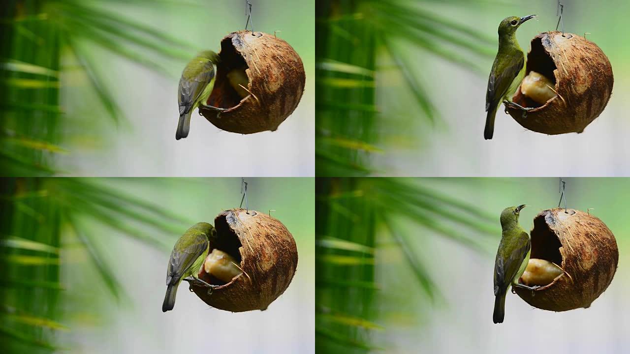 太阳鸟栖息在椰子壳喂食器上吃香蕉。