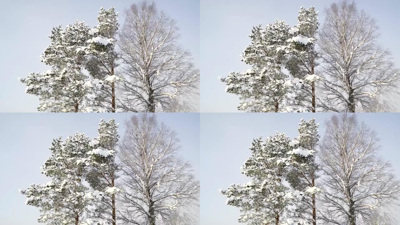 覆盖着白雪的森林中的高大树木
